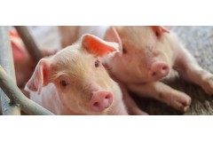 Bioasekuracja 2025 – nawet 100% zwrotu kosztów dla hodowców trzody chlewnej